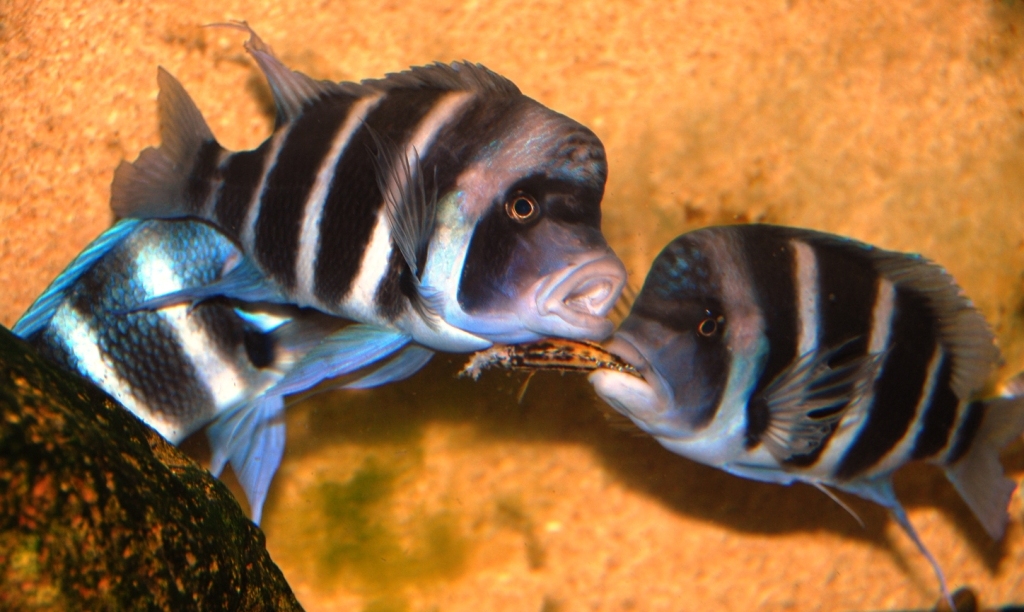 cypho vs. julidochromis