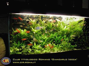 rainbowfish-01b