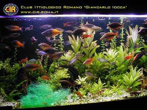 rainbowfish-06b