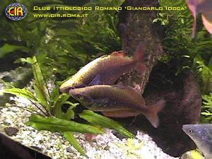 rainbowfish-10b