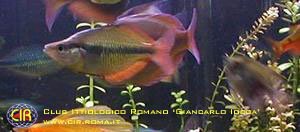 rainbowfish-13b