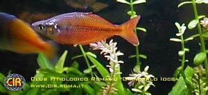 rainbowfish-24b