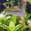rainbowfish-25b
