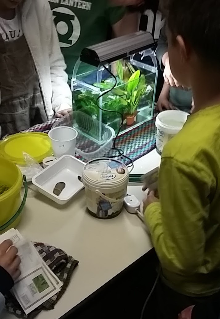 Esperimenti con le piante acquatiche...
