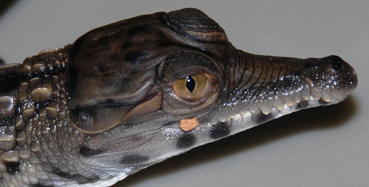 Mecystops cataphractus, noto anche come “falso gaviale africano”