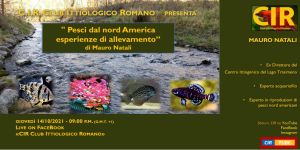 Serata CIR del 14 Ottobre 2021: Mauro Natali presenta 'Pesci del nord America - esperienze di allevamento' parte prima