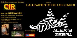 Serata CIR 9 dicembre 2021- Alex Bianchi: "L'allevamento dei loricaridi"