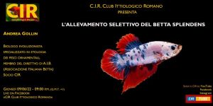  Serata CIR 9 Giugno 2022: "L'allevamento selettivo del Betta splendens" di Andrea Gollin