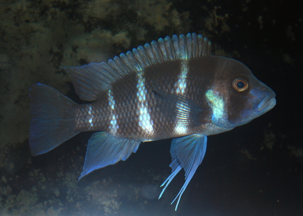 Cyphotilapia frontosa “Burundi”