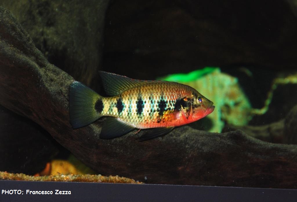 Hemichromis fasciatus in livrea riproduttiva