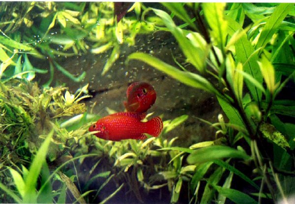 image015