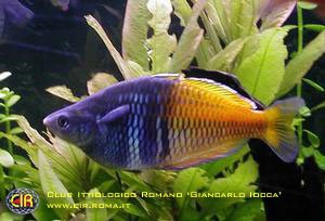 rainbowfish-02b