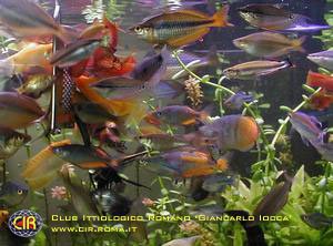 rainbowfish-03b