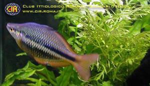 rainbowfish-05b