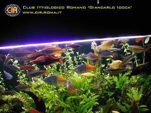 rainbowfish-07b