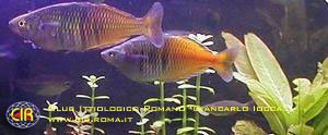 rainbowfish-14b