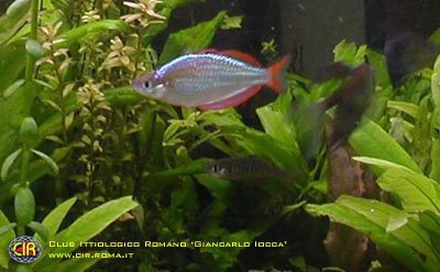 rainbowfish-15b