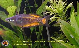 rainbowfish-16b