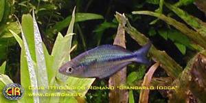 rainbowfish-17b