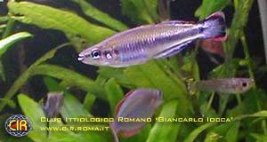 rainbowfish-19b