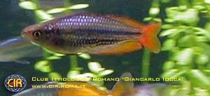 rainbowfish-20b