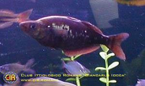 rainbowfish-21b