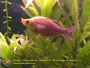 rainbowfish-22b