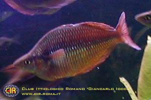 rainbowfish-23b