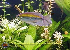 rainbowfish-25b