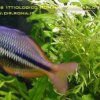 rainbowfish-05b