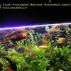 rainbowfish-07b