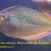 rainbowfish-08b