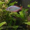 rainbowfish-15b