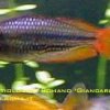 rainbowfish-20b