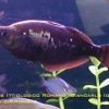 rainbowfish-21b