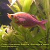 rainbowfish-22b