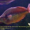 rainbowfish-23b