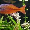 rainbowfish-24b