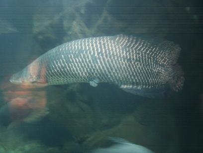 singapore29