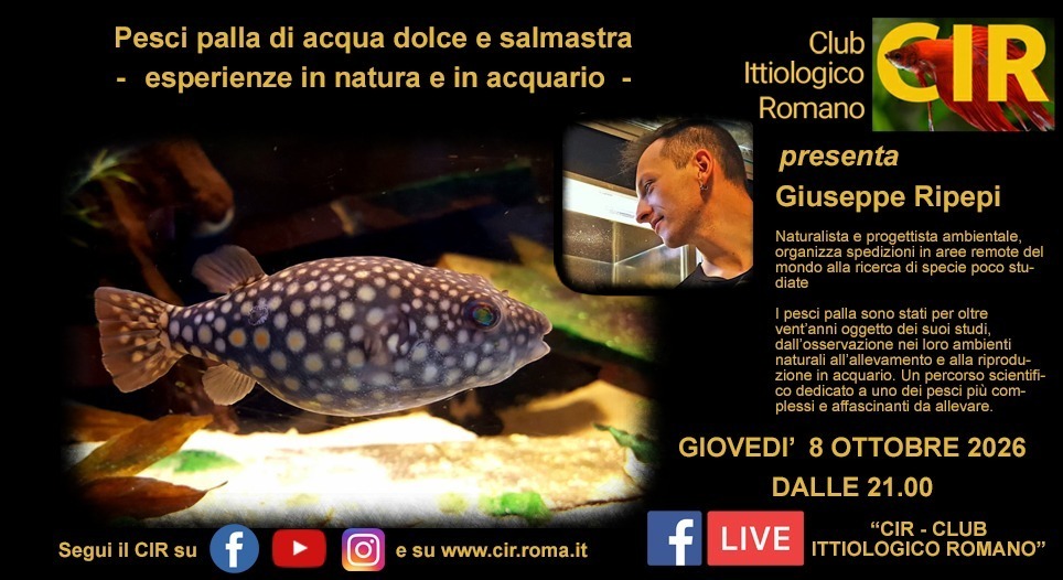 Serata CIR 8 ottobre 2026: Giuseppe Ripepi - Pesci palla di acqua dolce e salmastra - Esperienze in natura ed acquario