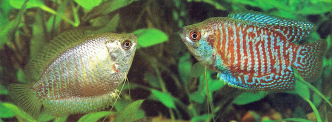 KilliFish