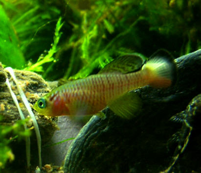 KilliFish