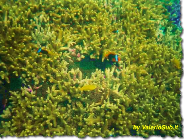 Coralli - nella foto Milleporidae o 