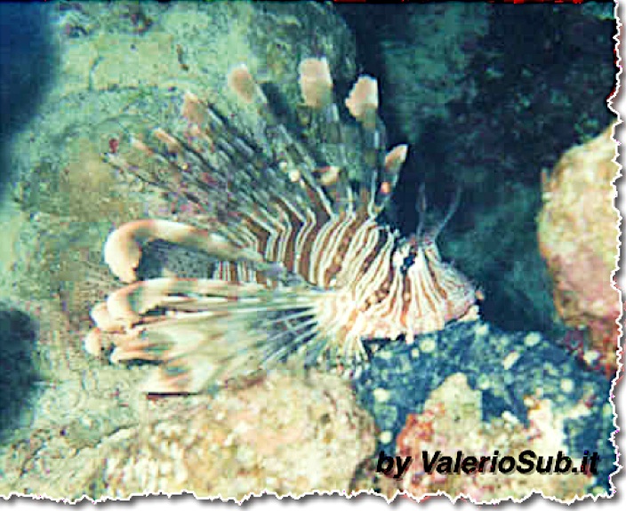 Pterois volitans (più noto anche come pesce leone o pesce scorpione)