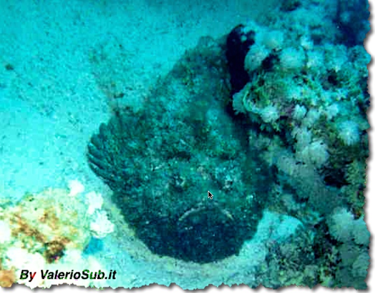 Synanceia verrucosa - noto anche come Pesce Pietra…