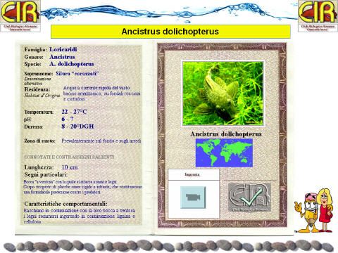 Presentazione della Carta di Identita dello Ancistrus dolichopterus...
