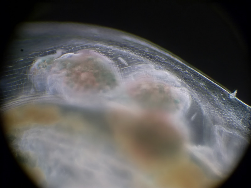 Daphnia magna - osservazione di uova nel corpo dell'esemplare femmina...
