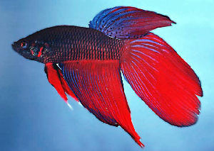 Betta Splendens