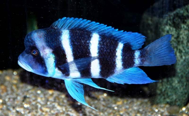 Cyphotilapia frontosa (foto di Francesco Zezza)