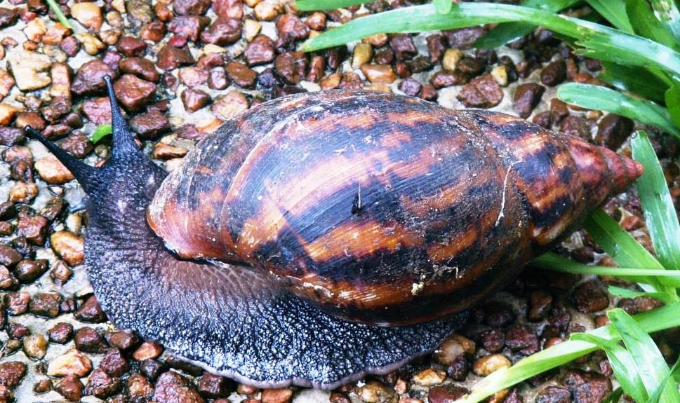 Acathina fulica